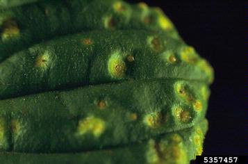 crown rust (Puccinia coronata ) on European buckthorn (Rhamnus cathartica ) - 5357457