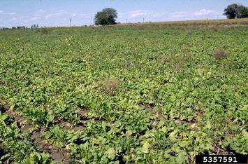 nutrient deficiency (  ) on sugar beet (Beta vulgaris ssp. vulgaris (sugar beet group)) - 5357591