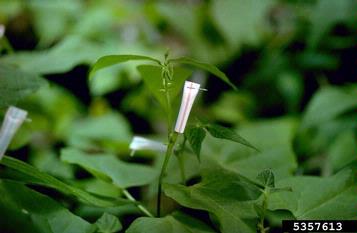 Sclerotinia rot (Sclerotinia sclerotiorum ) on common bean (Phaseolus vulgaris ) - 5357613