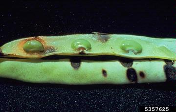 bean anthracnose (Colletotrichum lindemuthianum ) on common bean (Phaseolus vulgaris ) - 5357625