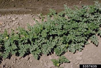 watermelon, Citrullus lanatus  (Violales: Cucurbitaceae) - 5357635