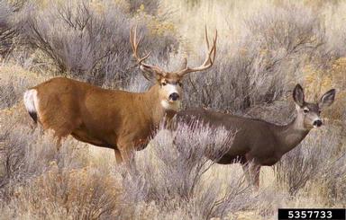 mule deer, Odocoileus hemionus  (Artiodactyla: Cervidae) - 5357733