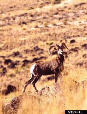bighorn sheep, Ovis canadensis  (Artiodactyla: Bovidae) - 5357810