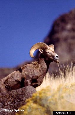 bighorn sheep, Ovis canadensis  (Artiodactyla: Bovidae) - 5357848