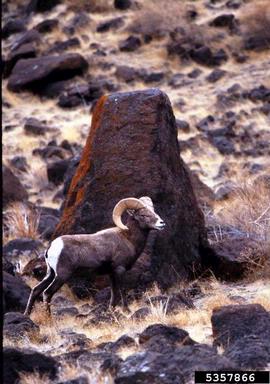 bighorn sheep, Ovis canadensis  (Artiodactyla: Bovidae) - 5357866