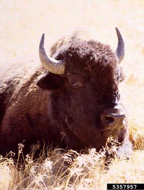 American bison, Bison bison  (Artiodactyla: Bovidae) - 5357957
