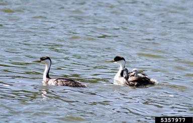 western grebe, Aechmophorus occidentalis  (Ciconiiformes: Podicipedidae) - 5357977