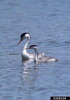 Clark's grebe, Aechmophorus clarkii  (Ciconiiformes: Podicipedidae) - 5358158