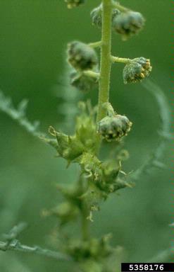 skeletonleaf bursage, Ambrosia tomentosa  (Asterales: Asteraceae) - 5358176