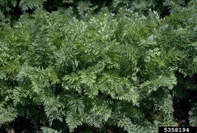 carrot, Daucus carota ssp. sativus (Apiales: Apiaceae) - 5358194