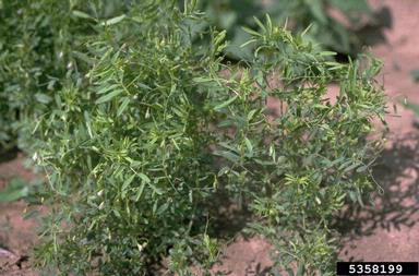 lentil, Lens culinaris  (Fabales: Fabaceae (Leguminosae)) - 5358199