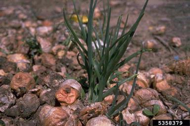 garden onion, Allium cepa  (Liliales: Liliaceae) - 5358379