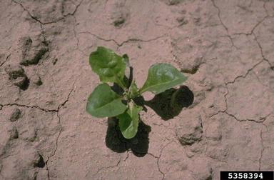 sugar beet, Beta vulgaris ssp. vulgaris (sugar beet group) (Caryophyllales: Chenopodiaceae) - 5358394