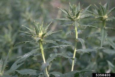 safflower, Carthamus tinctorius  (Asterales: Asteraceae) - 5358400