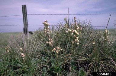 Great Plains yucca, Yucca glauca  (Liliales: Agavaceae) - 5358403
