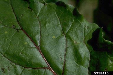 rust (Puccinia aristidae ) on common beet (Beta vulgaris ) - 5358415