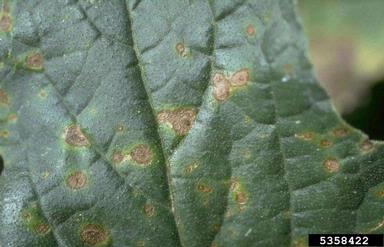 brown spot (Alternaria alternata ) on watermelon (Citrullus lanatus ) - 5358422