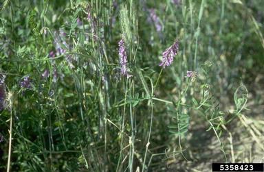 vetch, Vicia spp.  (Fabales: Fabaceae (Leguminosae)) - 5358423