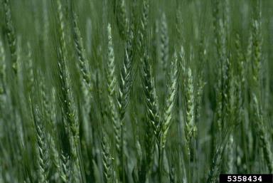 common wheat, Triticum aestivum  (Cyperales: Poaceae) - 5358434