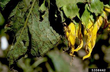 rust (Puccinia helianthi ) on sunflower (Helianthus spp. ) - 5358442