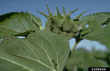 rust (Puccinia helianthi ) on sunflower (Helianthus spp. ) - 5358444