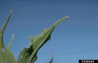 rust (Puccinia helianthi ) on sunflower (Helianthus spp. ) - 5358446