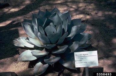 agave, Agave spp.  (Liliales: Agavaceae) - 5358493