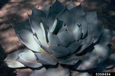 agave, Agave spp.  (Liliales: Agavaceae) - 5358494