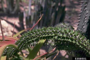 ocotillo, Fouquieria splendens  (Solanales: Fouquieriaceae) - 5358501