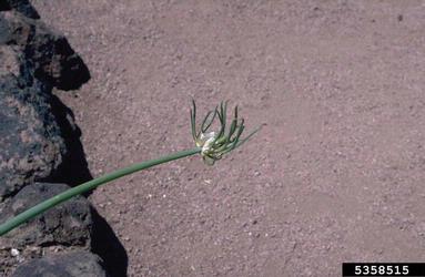onions, Allium spp.  (Liliales: Liliaceae) - 5358515