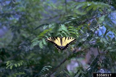 eastern tiger swallowtail, Papilio glaucus  (Lepidoptera: Papilionidae) - 5358517