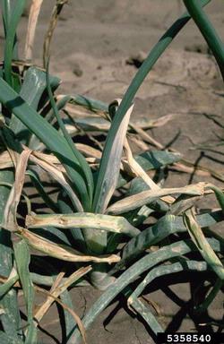 slippery skin (Burkholderia gladioli pv. alliicola) on garden onion (Allium cepa ) - 5358540