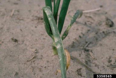 garden onion, Allium cepa  (Liliales: Liliaceae) - 5358565