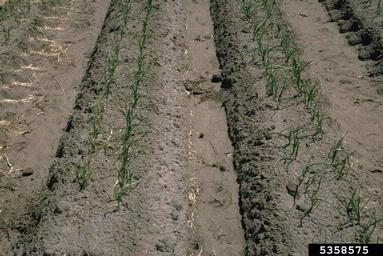 Iris Yellow Spot Virus (Tospovirus IYSV ) on garden onion (Allium cepa ) - 5358575