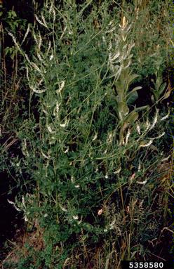 yellow sweetclover, Melilotus officinalis  (Fabales: Fabaceae (Leguminosae)) - 5358580