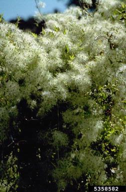 oriental virginsbower, Clematis orientalis  (Ranunculales: Ranunculaceae) - 5358582
