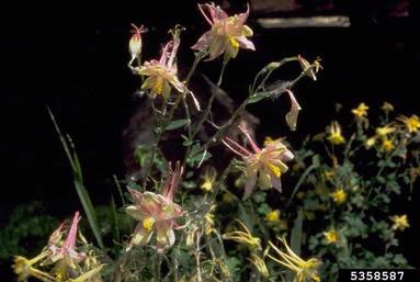 columbine, Aquilegia spp.  (Ranunculales: Ranunculaceae) - 5358587