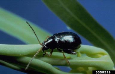 black leafy spurge flea beetle (Aphthona czwalinae ) on leafy spurge (Euphorbia esula ) - 5358599