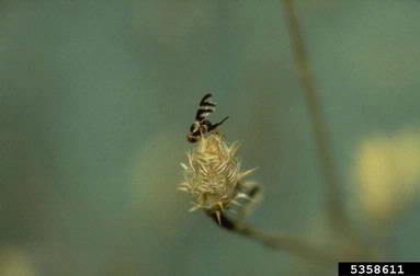 UV knapweed seedhead fly (Urophora quadrifasciata ) on diffuse knapweed (Centaurea diffusa ) - 5358611