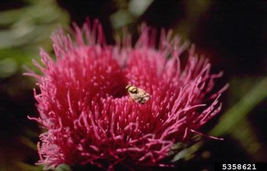 bull thistle gall fly (Urophora stylata ) on bull thistle (Cirsium vulgare ) - 5358621