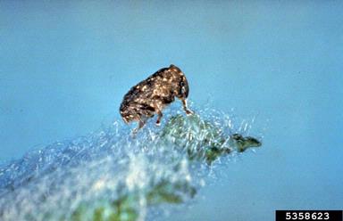 Mediterranean sage root crown weevil (Phrydiuchus tau ) on Mediterranean sage (Salvia aethiopis ) - 5358623