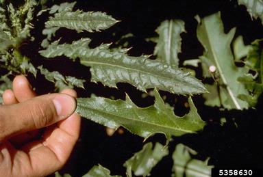 Canada thistle, Cirsium arvense  (Asterales: Asteraceae) - 5358630