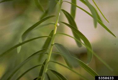 leafy spurge, Euphorbia esula  (Euphorbiales: Euphorbiaceae) - 5358633