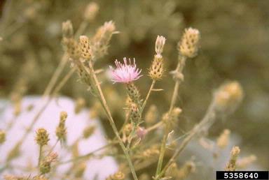 spotted knapweed, Centaurea stoebe ssp. micranthos (Asterales: Asteraceae) - 5358640