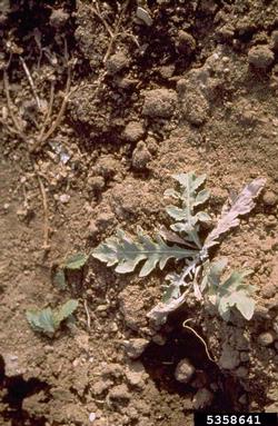spotted knapweed, Centaurea stoebe ssp. micranthos (Asterales: Asteraceae) - 5358641