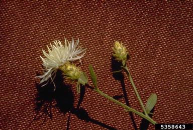 diffuse knapweed, Centaurea diffusa  (Asterales: Asteraceae) - 5358643