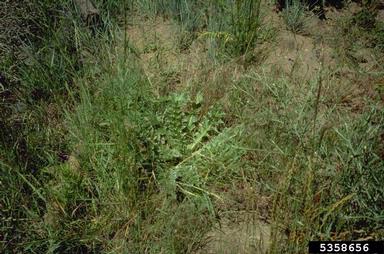 musk thistle, Carduus nutans  (Asterales: Asteraceae) - 5358656