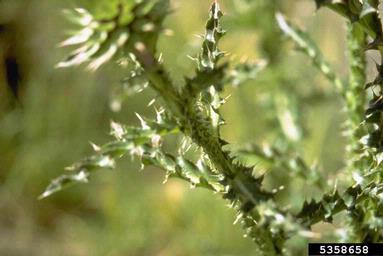 musk thistle, Carduus nutans  (Asterales: Asteraceae) - 5358658
