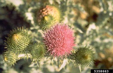 Scotch thistle, Onopordum acanthium  (Asterales: Asteraceae) - 5358663