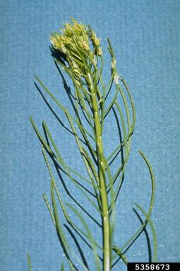 wild mustard, Sinapis arvensis  (Capparales: Brassicaceae) - 5358673